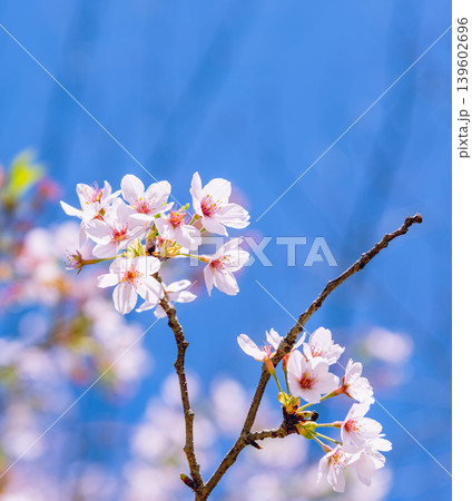 桜の花と青い空 桜の花と青い空 139602696