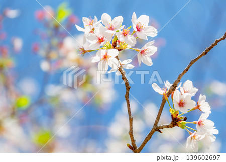 桜の花と青い空 桜の花と青い空 139602697