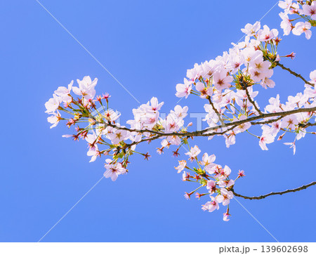 桜の花と青い空 桜の花と青い空 139602698