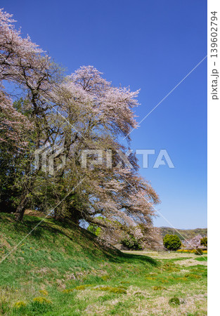 七輿山古墳 青空に映える満開の山桜 七輿山古墳 青空に映える満開の山桜 139602794