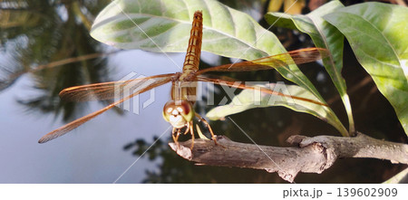 Orange Dragonfly Perched on a Dry Branch in Its Natural Habitat Orange Dragonfly Perched on a Dry Branch in Its Natural Habitat 139602909