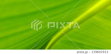 Close-up Abstract View of Fresh Green Banana Leaf Texture Close-up Abstract View of Fresh Green Banana Leaf Texture 139602913