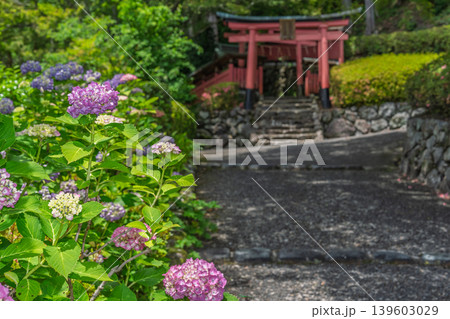 梅雨の晴れ間に咲く京都市西京区善峯寺のアジサイを撮影 梅雨の晴れ間に咲く京都市西京区善峯寺のアジサイを撮影 139603029