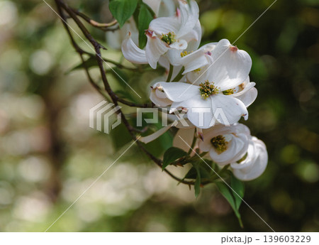 白いハナミズキの花 白いハナミズキの花 139603229