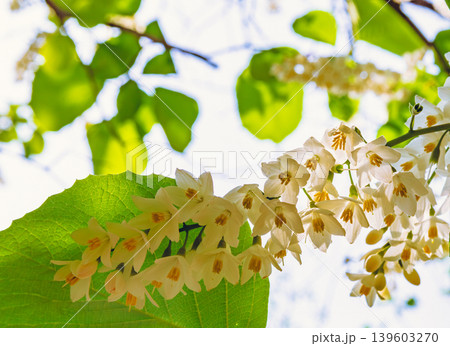 白いハクウンボクの花 139603270
