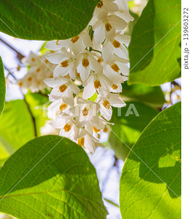 白いハクウンボクの花 白いハクウンボクの花 139603272