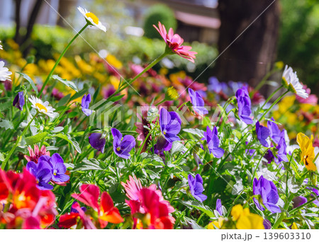 花壇に植えられた紫色のパンジーの花 139603310