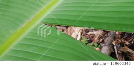 Layered Green Banana Leaves with Natural Tropical Texture Layered Green Banana Leaves with Natural Tropical Texture 139603346