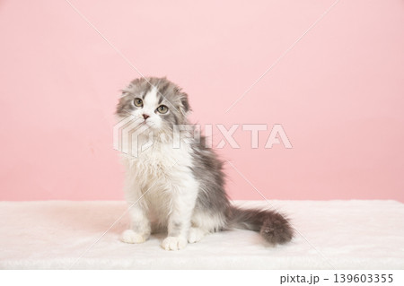 ピンクバックとマンチカンの仔猫 139603355