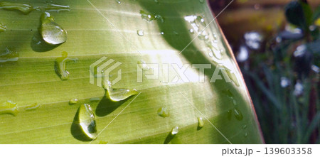 Macro photo showing clear water droplets on the surface of a tropical green leaf under natural sunlight. Macro photo showing clear water droplets on the surface of a tropical green leaf under natural sunlight. 139603358