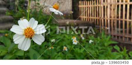 Close up of white wildflowers in the garden with a natural blurry background. Close up of white wildflowers in the garden with a natural blurry background. 139603450