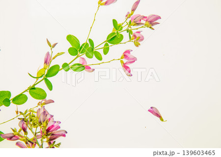 清楚な秋の七草の萩の花びらを撮影 清楚な秋の七草の萩の花びらを撮影 139603465
