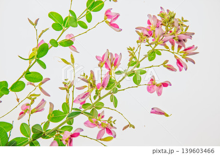 清楚な秋の七草の萩の花びらを撮影 139603466