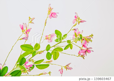 清楚な秋の七草の萩の花びらを撮影 清楚な秋の七草の萩の花びらを撮影 139603467