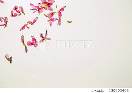 清楚な秋の七草の萩の花びらを撮影 139603468