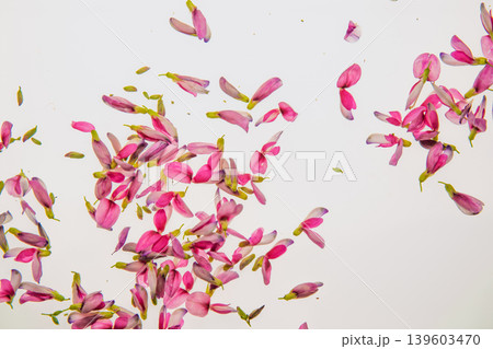 清楚な秋の七草の萩の花びらを撮影 139603470