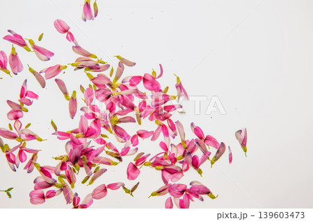 清楚な秋の七草の萩の花びらを撮影 清楚な秋の七草の萩の花びらを撮影 139603473