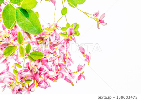 清楚な秋の七草の萩の花びらを撮影 清楚な秋の七草の萩の花びらを撮影 139603475