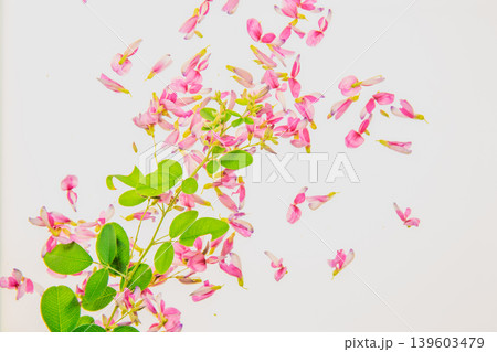 清楚な秋の七草の萩の花びらを撮影 139603479