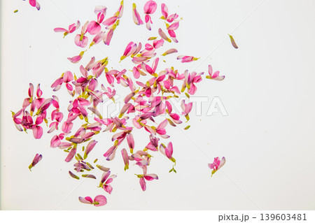 清楚な秋の七草の萩の花びらを撮影 139603481