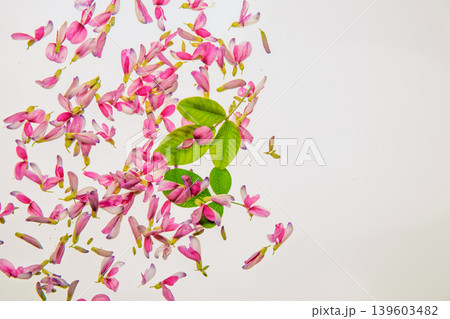 清楚な秋の七草の萩の花びらを撮影 清楚な秋の七草の萩の花びらを撮影 139603482