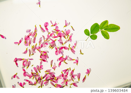清楚な秋の七草の萩の花びらを撮影 清楚な秋の七草の萩の花びらを撮影 139603484