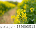菜の花　菜の花畑 139603513