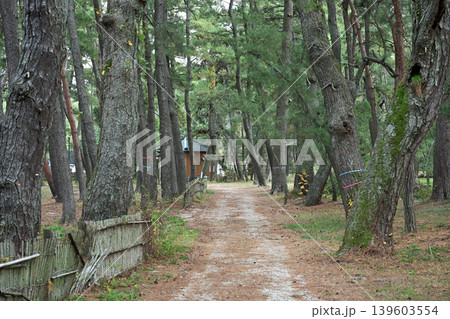気比の松原(福井県敦賀市松島町) 気比の松原(福井県敦賀市松島町) 139603554