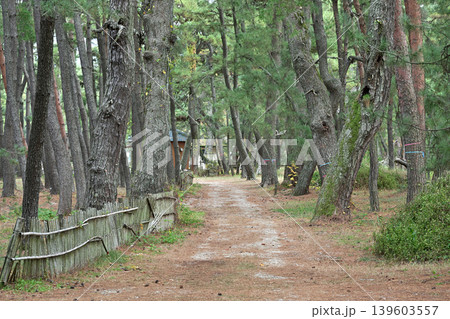 気比の松原（福井県敦賀市松島町） 139603557