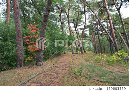 気比の松原(福井県敦賀市松島町) 気比の松原(福井県敦賀市松島町) 139603559