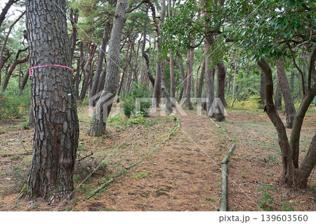 気比の松原(福井県敦賀市松島町) 気比の松原(福井県敦賀市松島町) 139603560