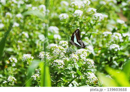 クレソンの花にアオスジアゲハ 139603688