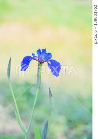 柔らかな光に包まれた青いアイリスの花 139603762