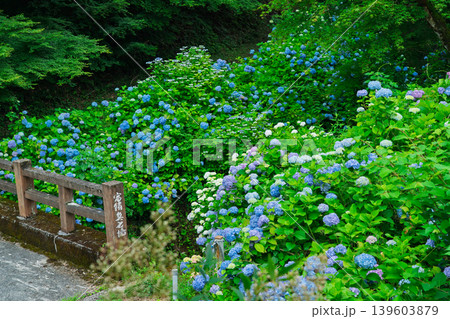 京都府綾部市の東光院の紫陽花を撮影したもの 139603879
