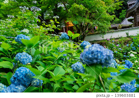 京都府綾部市の東光院の紫陽花を撮影したもの 京都府綾部市の東光院の紫陽花を撮影したもの 139603881