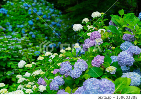 京都府綾部市の東光院の紫陽花を撮影したもの 139603888