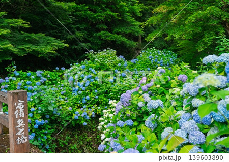 京都府綾部市の東光院の紫陽花を撮影したもの 京都府綾部市の東光院の紫陽花を撮影したもの 139603890