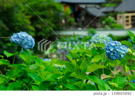 京都府綾部市の東光院の紫陽花を撮影したもの 京都府綾部市の東光院の紫陽花を撮影したもの 139603892