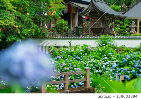 京都府綾部市の東光院の紫陽花を撮影したもの 139603894