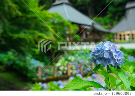 京都府綾部市の東光院の紫陽花を撮影したもの 139603895