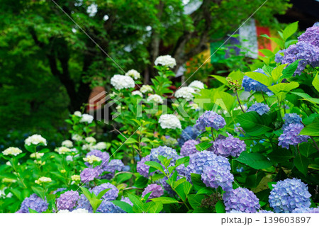 京都府綾部市の東光院の紫陽花を撮影したもの 京都府綾部市の東光院の紫陽花を撮影したもの 139603897