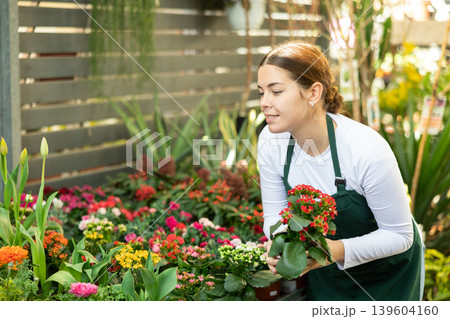 Woman inspects kalanchoe flowers for injury in pots 139604160