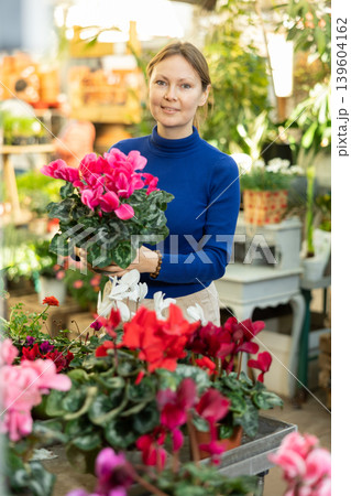 Female customer choosing potted cyclamen in container garden shop Female customer choosing potted cyclamen in container garden shop 139604162