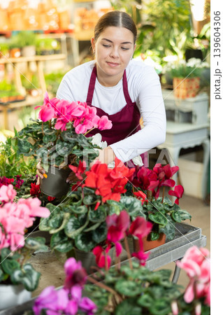 Woman seller holding cyclamen in flower shop Woman seller holding cyclamen in flower shop 139604306