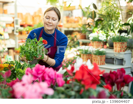 Gardener woman holding potted ranunculus in container garden Gardener woman holding potted ranunculus in container garden 139604407