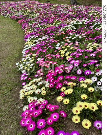 明石海峡公園のリビングストーンデイジー 明石海峡公園のリビングストーンデイジー 139604770