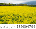 菜の花畑　菜の花 139604794