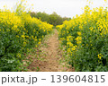菜の花　菜の花畑の小道 139604815