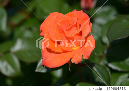 テキーラ バラの花 テキーラ バラの花 139604818