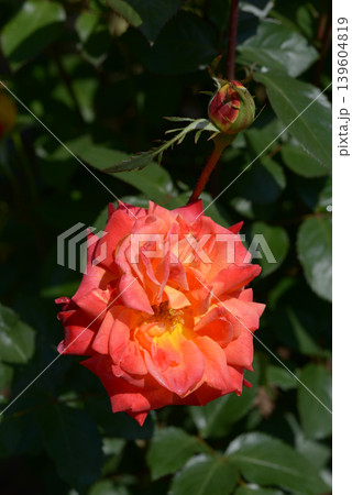 テキーラ バラの花 テキーラ バラの花 139604819